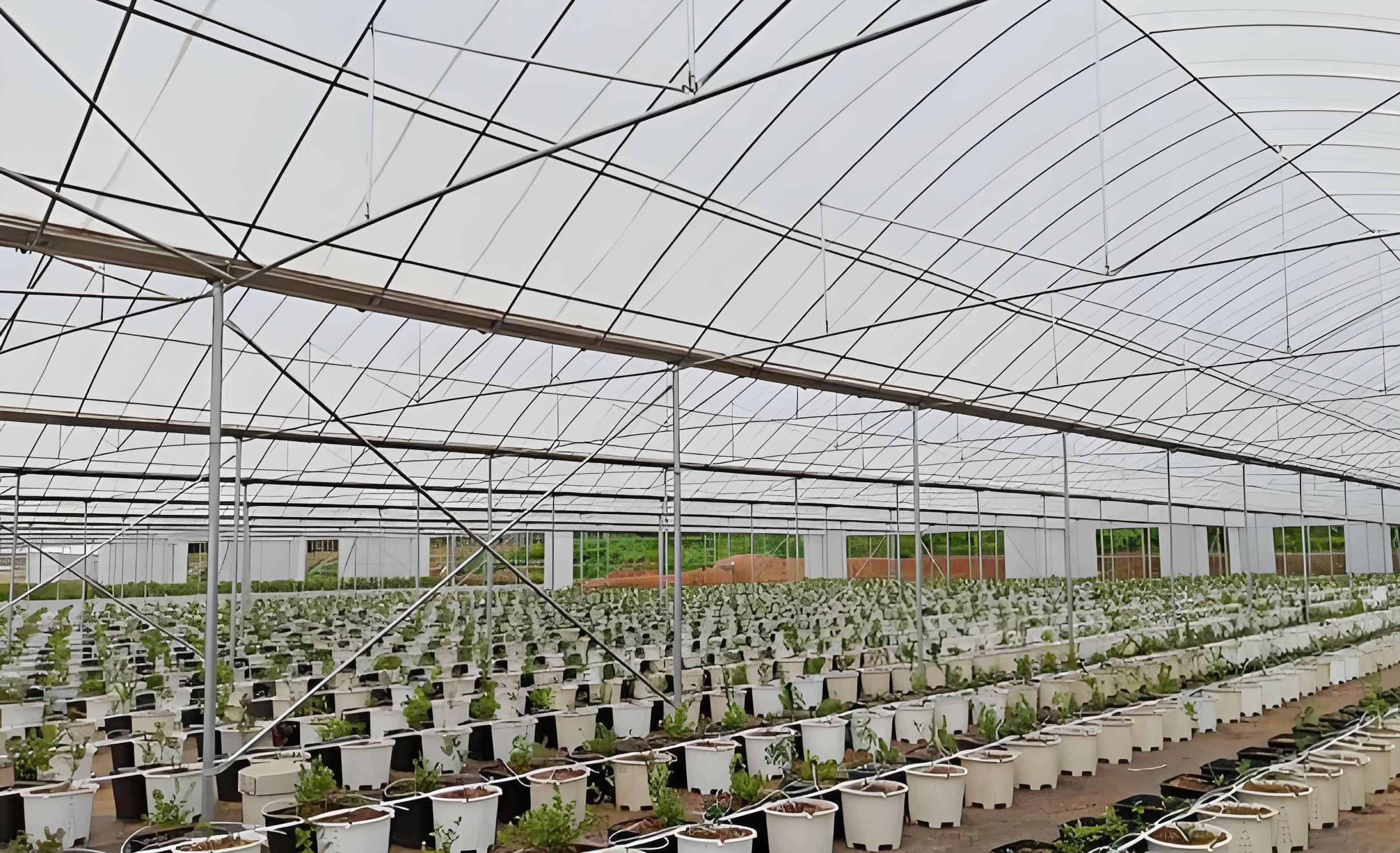 ��ݮ�ι�ˮ��һ�廯