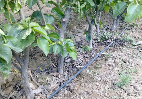 �����ι��