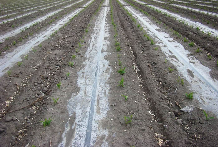 ����ι��